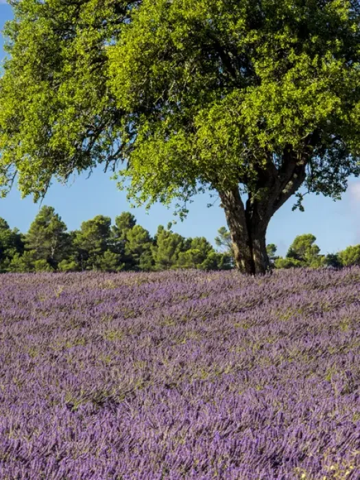 Framed Print : Europe; France; Provence; Lone Tree in Lavender Field Framed Print : Europe; France; Provence; Lone Tree in Lavender Field
