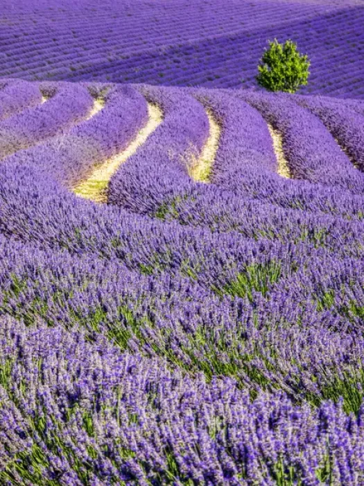 Framed Print : Europe; France; Provence; Lone Tree in Lavender Field