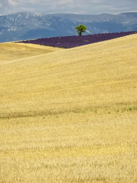 Framed Print : Europe; France; Provence; Lone Tree in Lavender and Wheat Fields Framed Print : Europe; France; Provence; Lone Tree in Lavender and Wheat Fields