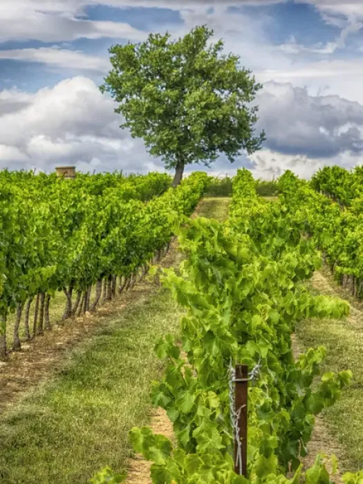 Framed Print : Europe; France; Provence; Lone Tree in Vinyard Framed Print : Europe; France; Provence; Lone Tree in Vinyard