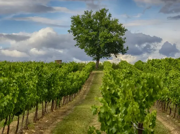 Framed Print : Europe; France; Provence; Lone Tree in Vinyard Framed Print : Europe; France; Provence; Lone Tree in Vinyard