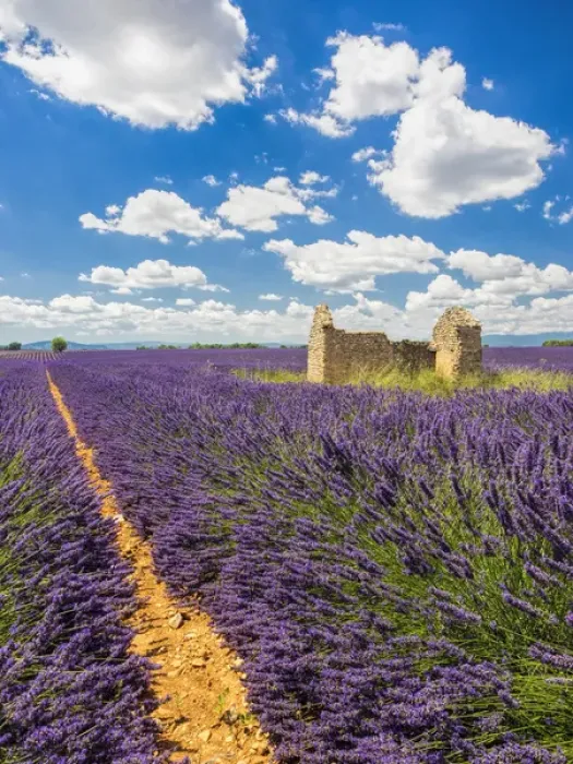 Framed Print : Europe; France; Provence; Old Farm House in Field of Lavender