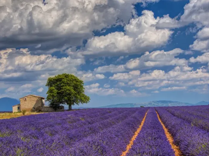 Framed Print : Europe; France; Provence; Old Farm House in Field of Lavender Framed Print : Europe; France; Provence; Old Farm House in Field of Lavender
