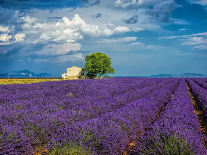 Framed Print : Europe; France; Provence; Old Farm House in Field of Lavender Framed Print : Europe; France; Provence; Old Farm House in Field of Lavender
