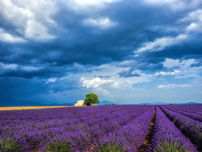 Framed Print : Europe; France; Provence; Old Farm House in Field of Lavender Framed Print : Europe; France; Provence; Old Farm House in Field of Lavender