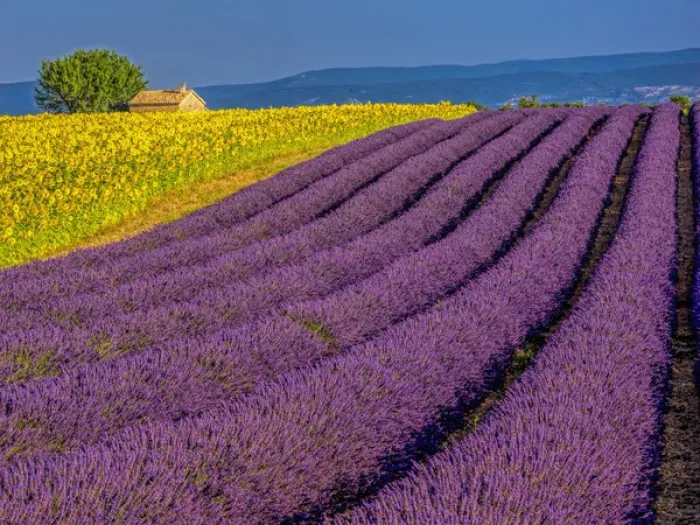 Framed Print : Europe; France; Provence; Old Farm House in Field of Lavender and Sunflowers Framed Print : Europe; France; Provence; Old Farm House in Field of Lavender and Sunflowers