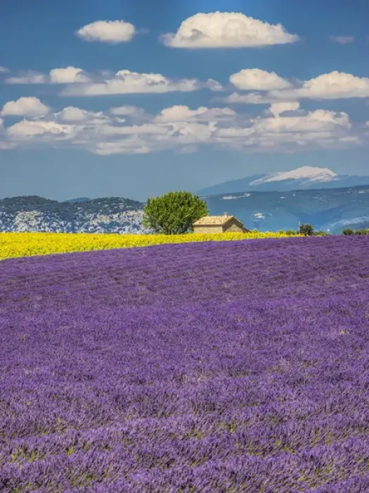 Framed Print : Europe; France; Provence; Old Farm House in Field of Lavender and Sunflowers Framed Print : Europe; France; Provence; Old Farm House in Field of Lavender and Sunflowers