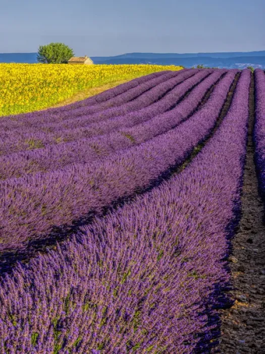 Framed Print : Europe; France; Provence; Old Farm House in Field of Lavender and Sunflowers Framed Print : Europe; France; Provence; Old Farm House in Field of Lavender and Sunflowers
