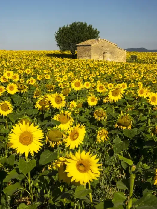 Framed Print : Europe; France; Provence; Old Farm House in Field of Sunflowers Framed Print : Europe; France; Provence; Old Farm House in Field of Sunflowers