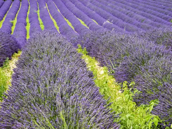 Framed Print : Europe; France; Provence; Patterns in the Lavender field near Roussillon Framed Print : Europe; France; Provence; Patterns in the Lavender field near Roussillon