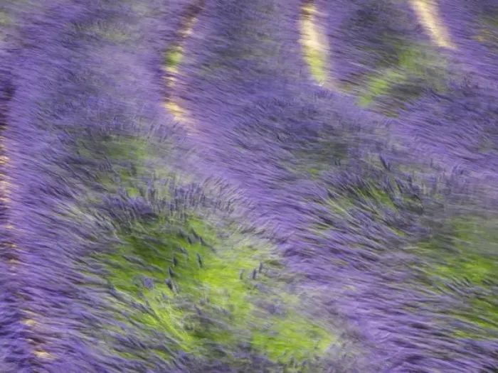 Framed Print : Europe; France; Provence; Patterns in the Lavender field near Roussillon