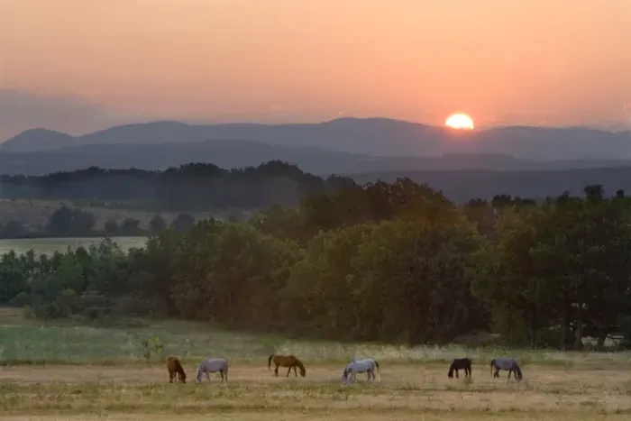 Framed Print : Europe, France, Provence region. Horses graze at sunrise Framed Print : Europe, France, Provence region. Horses graze at sunrise
