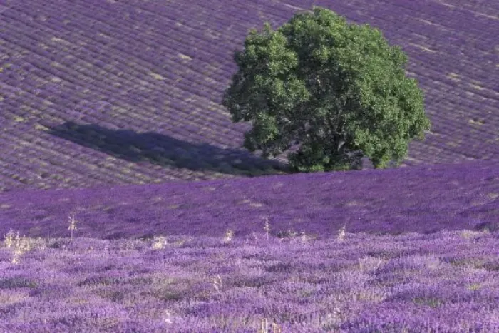 Framed Print : Europe, France, Provence, Sault, Lavender fields Framed Print : Europe, France, Provence, Sault, Lavender fields