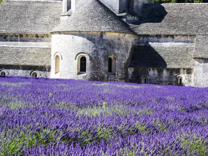 Framed Print : Europe; France; Provence; Seananque Abbey; Seananque Abbey with Lavender in full bloom
