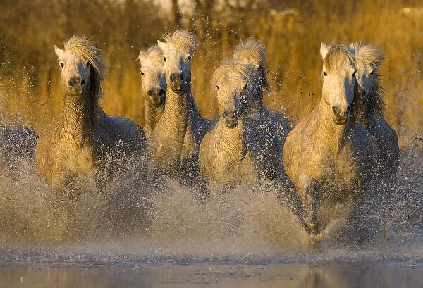 Europe, France, Provence. Seven white Camargue horses running in water. Credit as