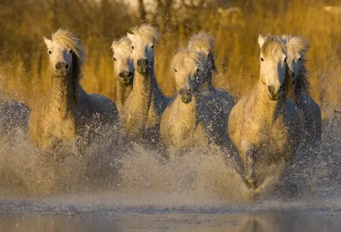 Framed Print : Europe, France, Provence. Seven white Camargue horses running in water. Credit as