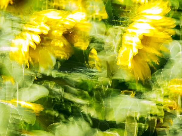 Europe; France; Provence; Sunflowers on a windy day in Motion