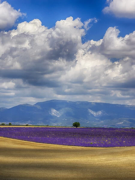 Europe; France; Provence; Valensole; Lone Tree in Lavender and Wheat Fields