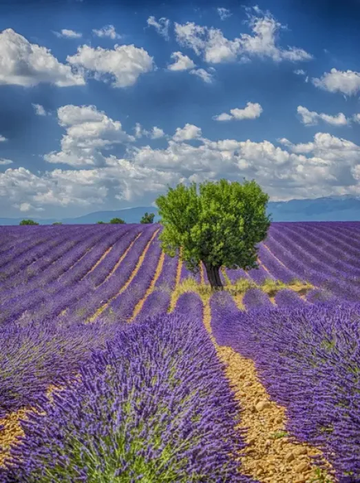 Framed Print : Europe; France; Provence; Valensole; Lone Tree in Lavender Field Framed Print : Europe; France; Provence; Valensole; Lone Tree in Lavender Field