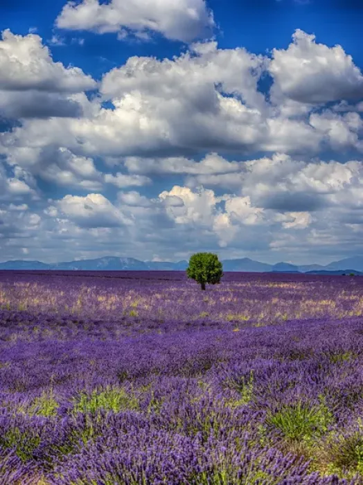 Framed Print : Europe; France; Provence; Valensole; Lone Tree in Lavender Field Framed Print : Europe; France; Provence; Valensole; Lone Tree in Lavender Field