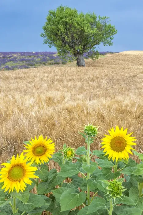 Framed Print : Europe, France, Provence, Valensole Plateau. Sunflowers, wheat, and olive tree. Credit as