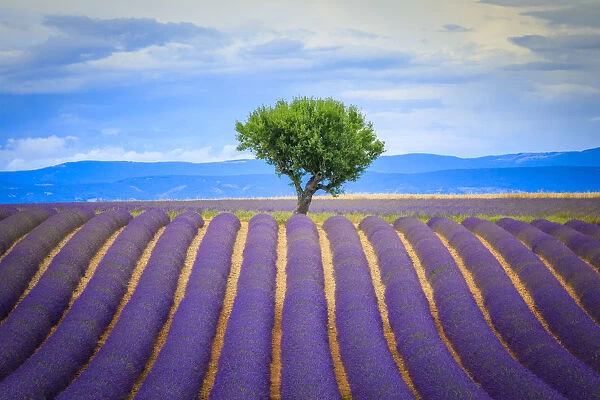 Europe, France, Provence, Valensole Plateau. Field of lavender and tree. Credit as