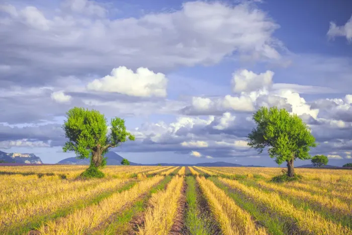 Framed Print : Europe, France, Provence, Valensole Plateau. Young lavender and wheat crops surround trees Framed Print : Europe, France, Provence, Valensole Plateau. Young lavender and wheat crops surround trees