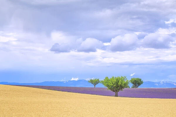 Europe, France, Provence, Valensole Plateau. Lavender and wheat crops and trees. Credit as