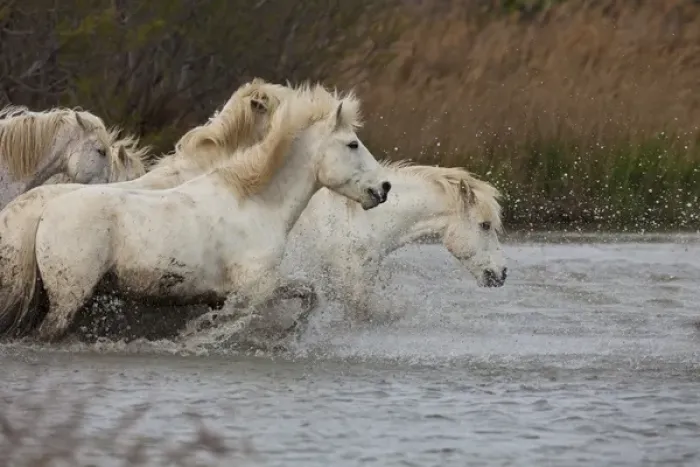 Framed Print : Europe, France, Provence. White Camargue horses running in water Framed Print : Europe, France, Provence. White Camargue horses running in water