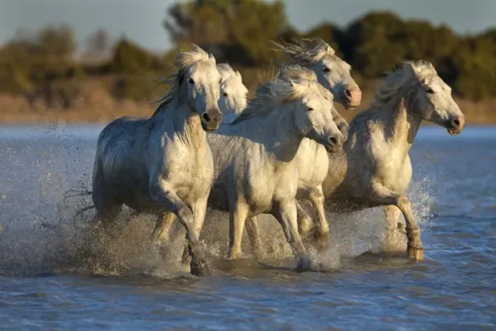 Framed Print : Europe, France, Provence. White Camargue horses running in water Framed Print : Europe, France, Provence. White Camargue horses running in water