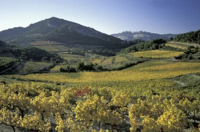 Framed Print : Europe, France, Vaucluse Dentelles de Montmirail Provence vineyards in autumn Framed Print : Europe, France, Vaucluse Dentelles de Montmirail Provence vineyards in autumn