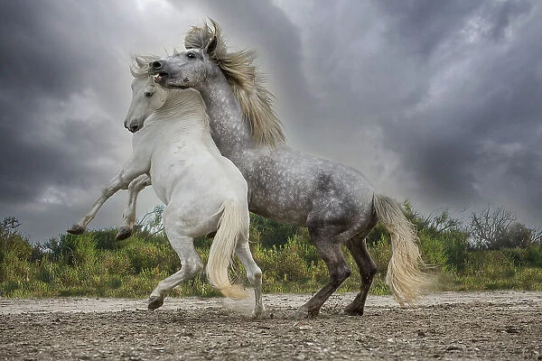 Europe, France. White and gray stallions of the Camargue region fighting