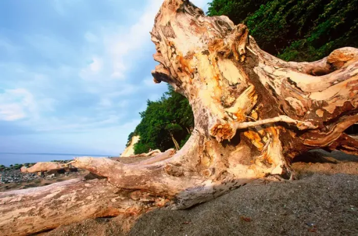 Framed Print : EUROPE, Germany, Baltic Sea, Island of Ruegen Large stump on island coastline