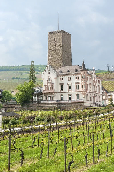 Europe, Germany, Hessen, Rudesheim, Boosenburg Castle, Carl Jung vineyard