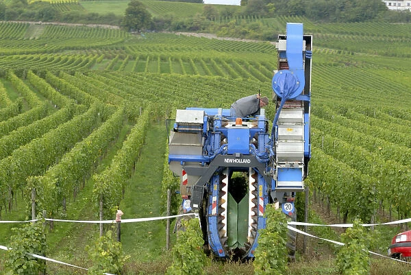 Europe, Germany, Hessen, Rudesheim am Rhein, Mechanical grape harvester