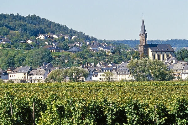 Europe, Germany, Rhineland-Palatinate, town of Bernkastel-Kues, vineyard in the foreground