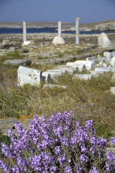 Europe, Greece, Cyclades, Delos. Ruins with wildflowers