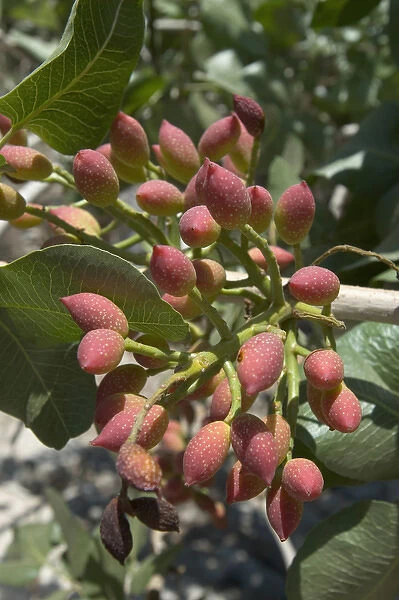 Europe, Greece, Dodecanese Islands, Tilos: pistacchio nuts growing on tree