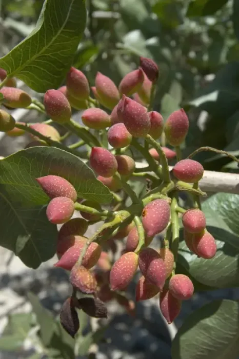 Framed Print : Europe, Greece, Dodecanese Islands, Tilos: pistacchio nuts growing on tree Framed Print : Europe, Greece, Dodecanese Islands, Tilos: pistacchio nuts growing on tree