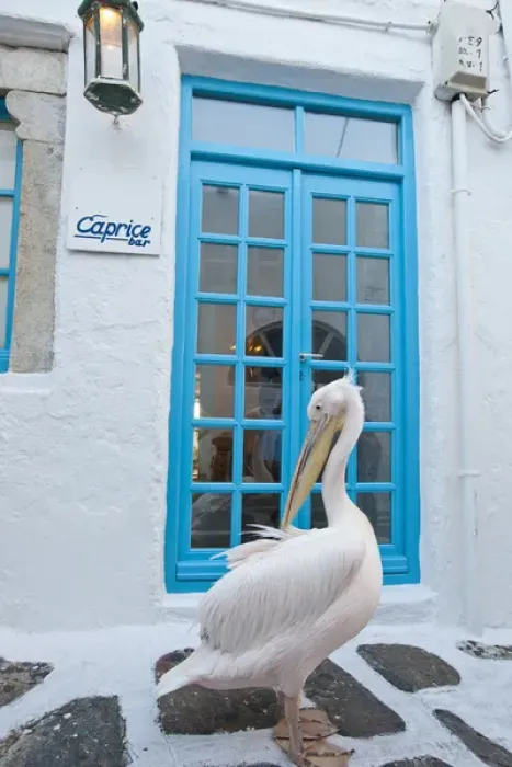 Framed Print : Europe, Greece, Greek Island, Mykonos, Hora, White Pelican wandering the alleyways