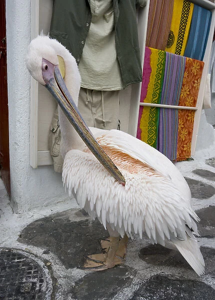 Europe, Greece, Mykonos, Hora. Pelican grooming in alleyway