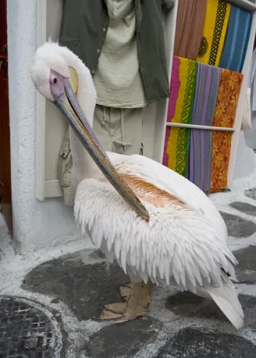 Framed Print : Europe, Greece, Mykonos, Hora. Pelican grooming in alleyway Framed Print : Europe, Greece, Mykonos, Hora. Pelican grooming in alleyway