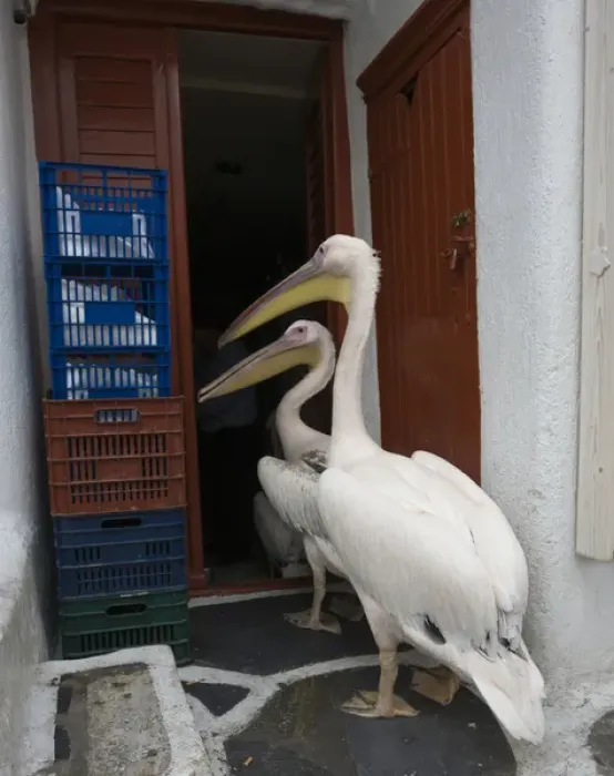 Framed Print : Europe, Greece, Mykonos, Hora. Two pelicans going in back door of restaurant. Credit as Framed Print : Europe, Greece, Mykonos, Hora. Two pelicans going in back door of restaurant. Credit as