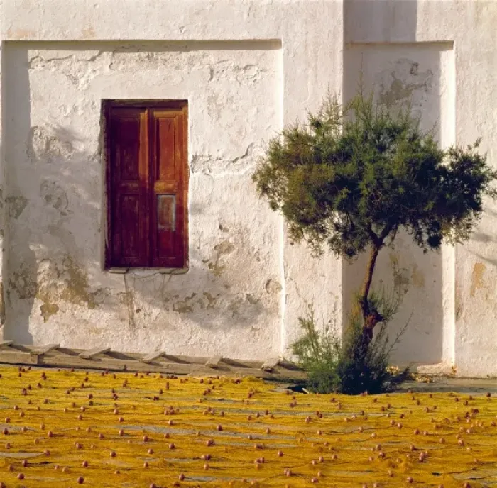 Framed Print : Europe, Greece, Mykonos. Nets stretched to dry form a beaded, saffron-colored carpet in Mykonos Framed Print : Europe, Greece, Mykonos. Nets stretched to dry form a beaded, saffron-colored carpet in Mykonos
