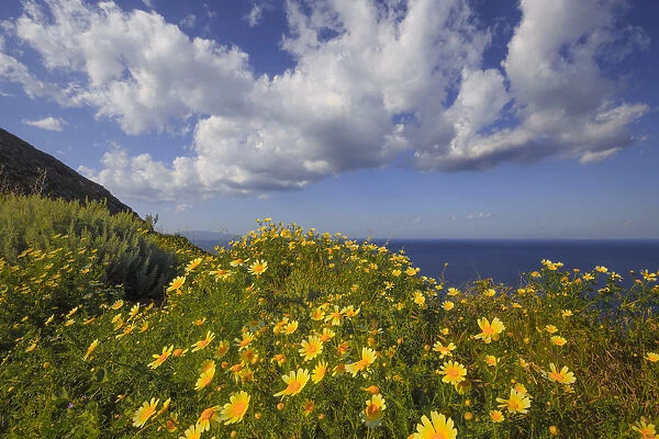 Europe, Greece, Santorini. Wildflowers and ocean landscape