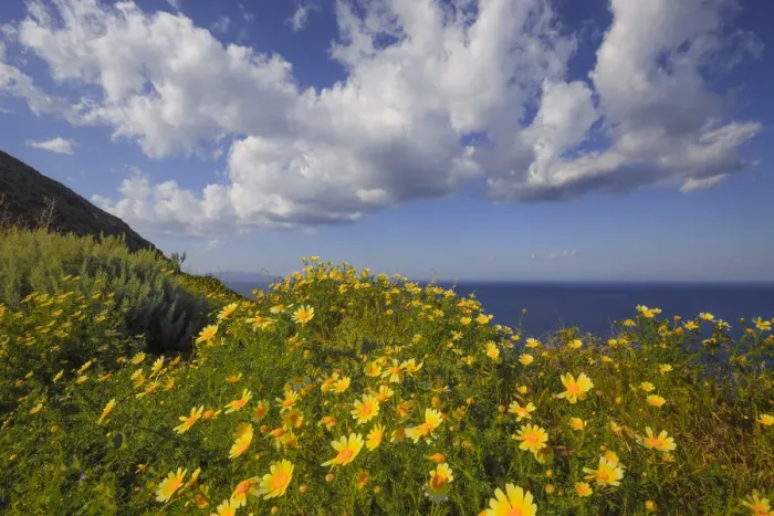 Framed Print : Europe, Greece, Santorini. Wildflowers and ocean landscape