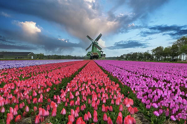 Europe, Holland. Composite of windmill and rows of tulips