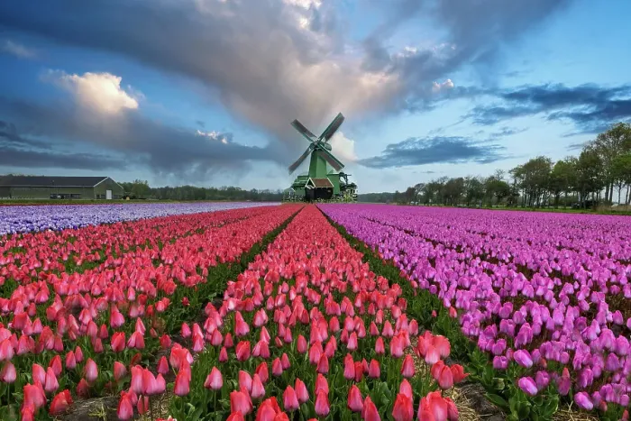 Framed Print : Europe, Holland. Composite of windmill and rows of tulips