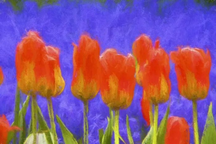 Framed Print : Europe, Holland, Lisse. Abstract of orange tulips in Keukenhof Gardens
