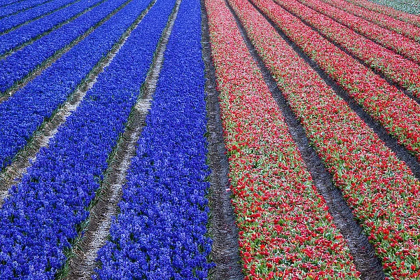 Europe, Holland, Rows in a Tulip Field